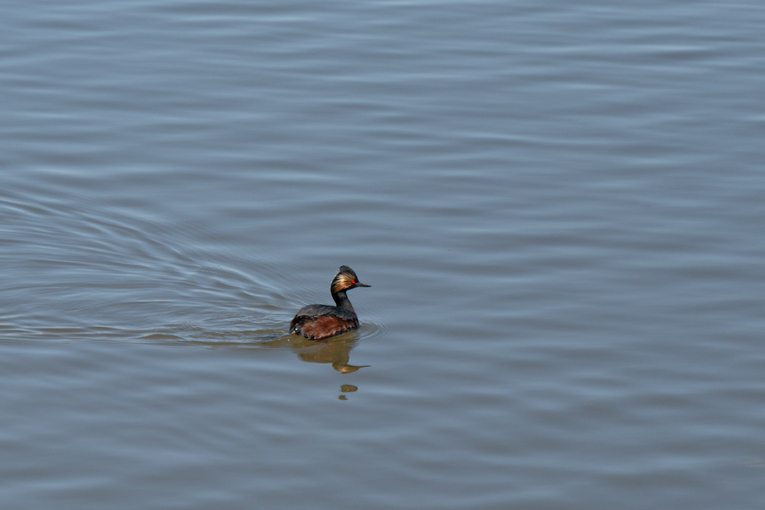 A red-eyed grebe swims in water